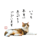 キジシロ猫のハチ（個別スタンプ：40）
