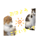 にゃんこ哲太の仲間たち2（個別スタンプ：1）