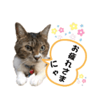 にゃんこ哲太の仲間たち2（個別スタンプ：2）