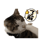 にゃんこ哲太の仲間たち2（個別スタンプ：4）
