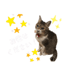 にゃんこ哲太の仲間たち2（個別スタンプ：5）