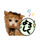 にゃんこ哲太の仲間たち2（個別スタンプ：7）