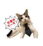 にゃんこ哲太の仲間たち2（個別スタンプ：9）