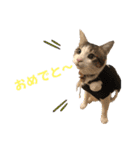 にゃんこ哲太の仲間たち2（個別スタンプ：10）