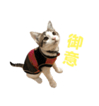 にゃんこ哲太の仲間たち2（個別スタンプ：11）