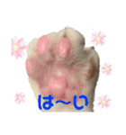 にゃんこ哲太の仲間たち2（個別スタンプ：13）