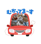 にゃんこ哲太の仲間たち2（個別スタンプ：15）