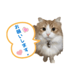 にゃんこ哲太の仲間たち2（個別スタンプ：16）