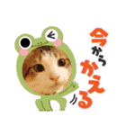 にゃんこ哲太の仲間たち2（個別スタンプ：18）