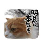 にゃんこ哲太の仲間たち2（個別スタンプ：21）