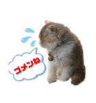 にゃんこ哲太の仲間たち2（個別スタンプ：24）