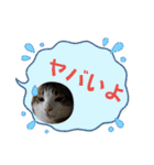 にゃんこ哲太の仲間たち2（個別スタンプ：25）