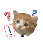にゃんこ哲太の仲間たち2（個別スタンプ：26）