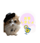 にゃんこ哲太の仲間たち2（個別スタンプ：27）