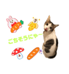 にゃんこ哲太の仲間たち2（個別スタンプ：28）