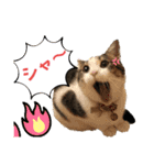 にゃんこ哲太の仲間たち2（個別スタンプ：31）