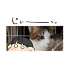 にゃんこ哲太の仲間たち2（個別スタンプ：33）