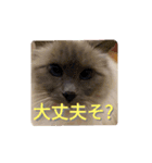闇しらすたんぷ（個別スタンプ：2）