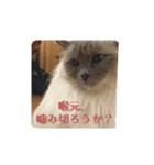 闇しらすたんぷ（個別スタンプ：4）