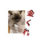 闇しらすたんぷ（個別スタンプ：5）