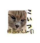 闇しらすたんぷ（個別スタンプ：9）
