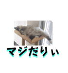 闇しらすたんぷ（個別スタンプ：14）