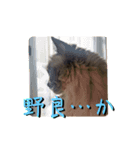 闇しらすたんぷ（個別スタンプ：15）