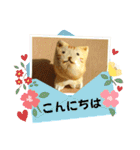 ずっと使える敬語＆丁寧な言葉(粘土のねこ)（個別スタンプ：36）