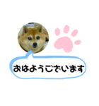 豆柴吹き出し（お仕事編）（個別スタンプ：1）
