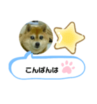 豆柴吹き出し（お仕事編）（個別スタンプ：2）