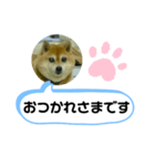 豆柴吹き出し（お仕事編）（個別スタンプ：3）