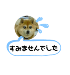 豆柴吹き出し（お仕事編）（個別スタンプ：4）