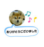 豆柴吹き出し（お仕事編）（個別スタンプ：5）