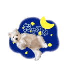 ELLEと時々Cookie（個別スタンプ：2）