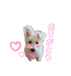 ELLEと時々Cookie（個別スタンプ：3）