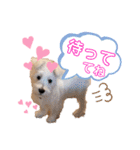 ELLEと時々Cookie（個別スタンプ：8）