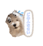 ELLEと時々Cookie（個別スタンプ：12）