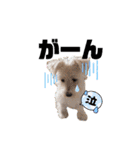 ELLEと時々Cookie（個別スタンプ：13）
