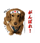 ELLEと時々Cookie（個別スタンプ：25）