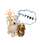 ELLEと時々Cookie（個別スタンプ：27）