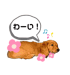 ELLEと時々Cookie（個別スタンプ：31）
