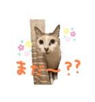 よねざわ家の楽しい猫スタンプ（個別スタンプ：5）