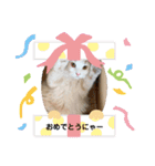 スコティッシュフォールドのテトⅡ（個別スタンプ：2）