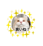 スコティッシュフォールドのテトⅡ（個別スタンプ：3）
