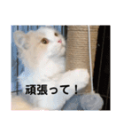 スコティッシュフォールドのテトⅡ（個別スタンプ：14）