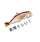 魚三昧Ver18（個別スタンプ：6）