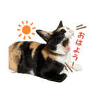 ★毎日使える★ふくりんスタンプ（個別スタンプ：1）