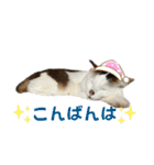 ★毎日使える★ふくりんスタンプ（個別スタンプ：3）