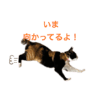 ★毎日使える★ふくりんスタンプ（個別スタンプ：11）