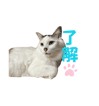 ★毎日使える★ふくりんスタンプ（個別スタンプ：14）